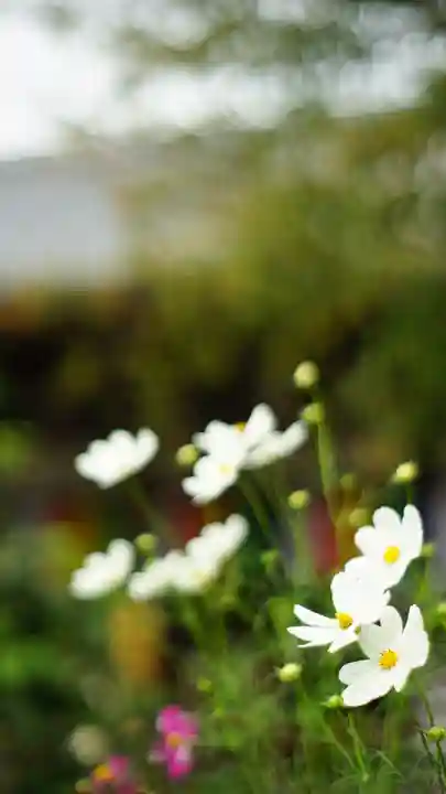 般若寺 ❁コスモス寺❁(奈良県)
