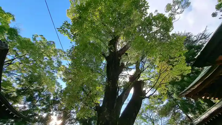 蠶養國神社(福島県)