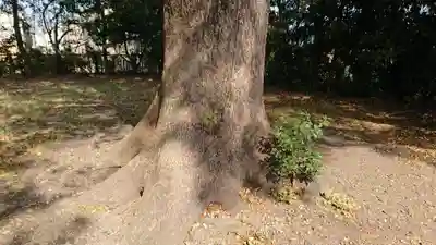村松神社の自然