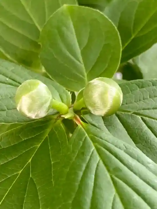 粟嶋堂宗徳寺の自然