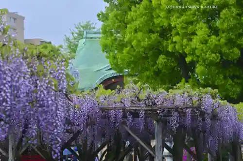 亀戸天神社(東京都)