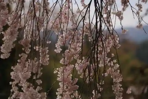 堂山王子神社の庭園