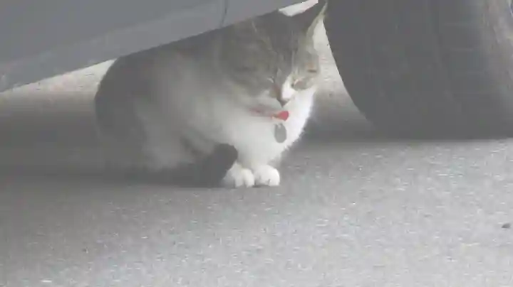 御誕生寺(猫寺)の動物