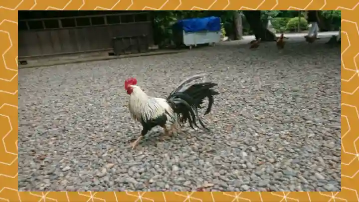 岩槻久伊豆神社(埼玉県)