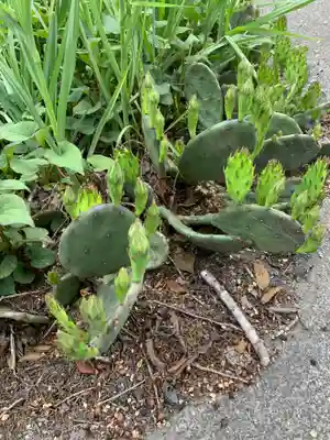 宇都宮神社（白岩町）の自然