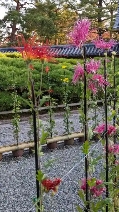 大覚寺(京都府)