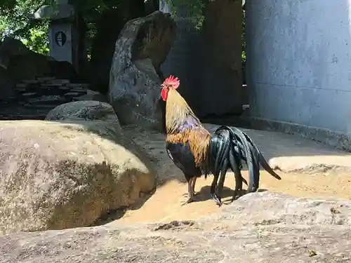 楽法寺（雨引観音）の動物