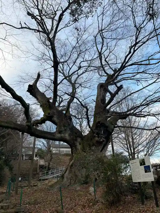 御嶽神社の{uncategorized: "未分類", other: "その他", undefined: "問題あり", building: "その他建物", grave: "お墓", sacred_gate: "鳥居", guardian: "狛犬", statue: "像", buddha: "仏像", history: "歴史", nature: "自然", garden: "庭園", animal: "動物", pagoda: "塔", temizu: "手水舎", mountain_gate: "山門・神門", sanctuary: "本殿・本堂", subordinate: "末社・摂社", art: "芸術", scenery: "景色", jizo: "地蔵", ema: "絵馬", goshuin: "御朱印", omikuji: "おみくじ", items: "授与品その他", amulet: "お守り", goshuincho: "御朱印帳", eats: "食事", festival: "お祭り", votive_dance: "神楽", shichigosan: "七五三参", wedding: "結婚式", experience: "体験その他", initially: "初詣", around: "周辺", anti_infection: "感染症対策"}