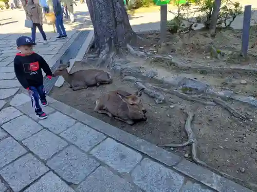 東大寺の動物