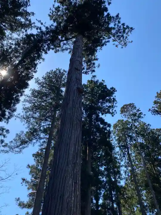 熊野神社の自然