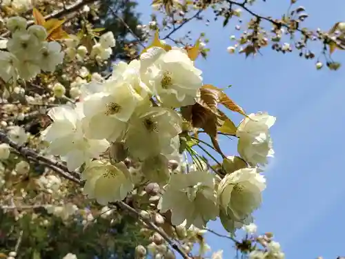 沙沙貴神社の自然
