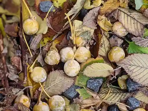 札幌諏訪神社の自然
