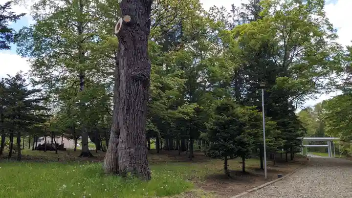 女満別神社の自然