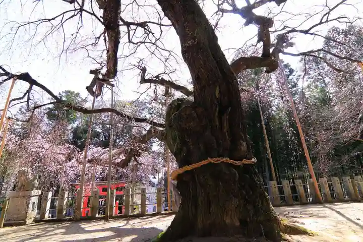 小川諏訪神社の自然