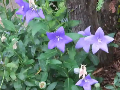 晴明神社の自然