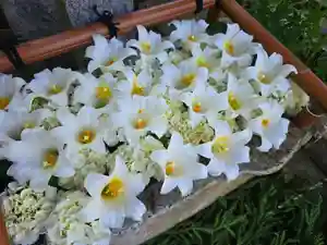 田間神社(千葉県)(2026年05月30日(土) 16時30分39秒投稿)