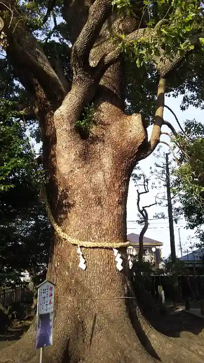 日々神社の自然