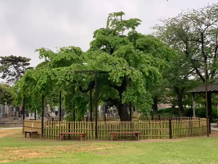 妙行寺(千葉県)
