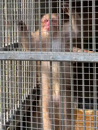 日吉大社の動物