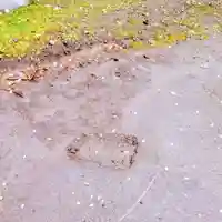 彌彦神社 (伊夜日子神社)の庭園