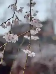 富士山本宮浅間大社(静岡県)