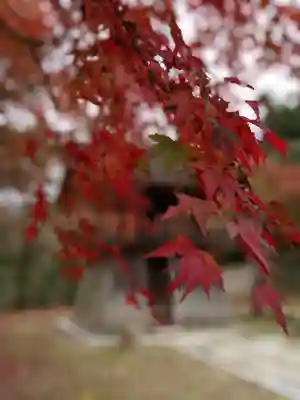 正伝護国禅寺(正伝寺･正傳寺)の自然