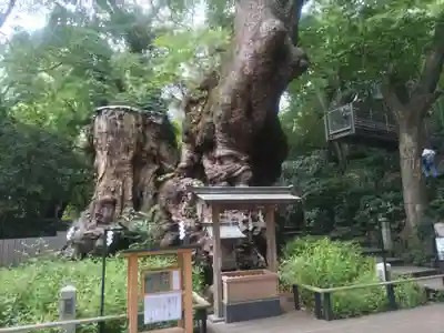 來宮神社(静岡県)