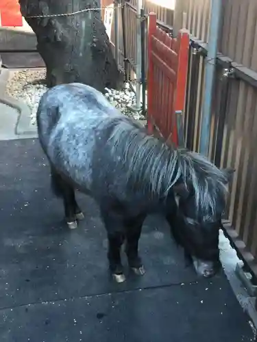 神田神社（神田明神）の動物