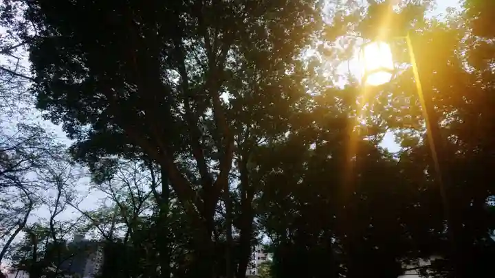 神明社(国府宮神明社)の自然