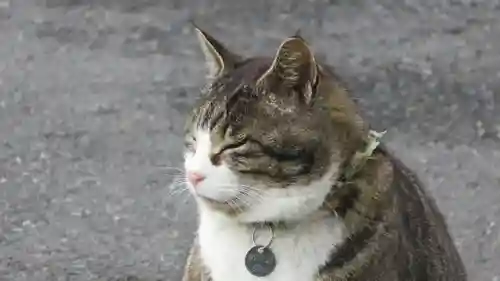 御誕生寺（猫寺）の動物