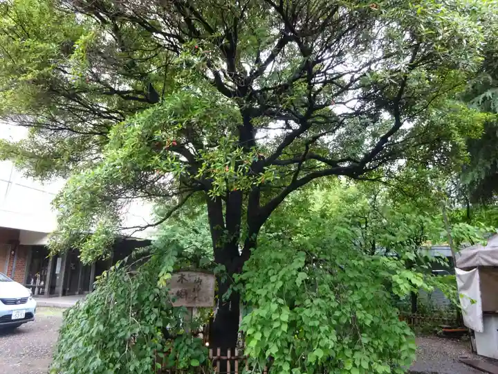 牛天神北野神社の自然