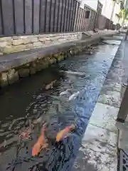 気多若宮神社の動物