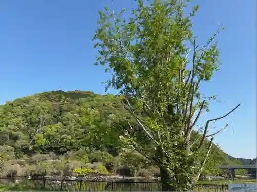 佐久奈度神社(滋賀県)