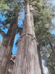 三峯神社の自然