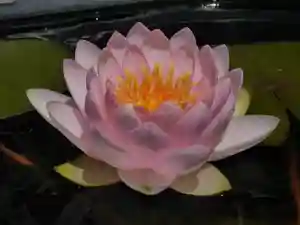 極楽山 浄土寺の自然(2021年06月24日(木) 22時32分16秒投稿)