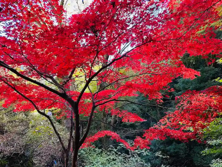 大山寺(神奈川県)