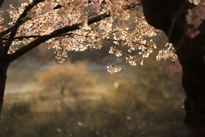 阿久津「田村神社」(郡山市阿久津町)旧社名:伊豆箱根三嶋三社の庭園