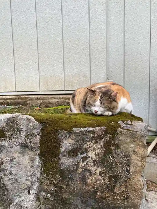 賀茂別雷神社の動物