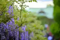 亀戸天神社(東京都)
