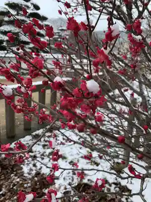 赤嵜神社の自然