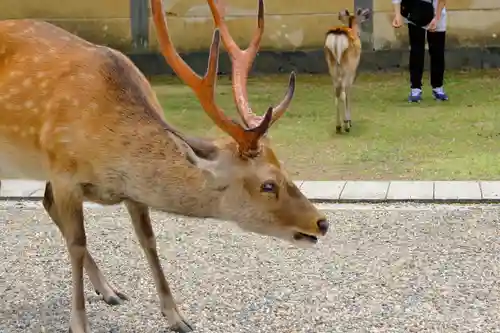興福寺(奈良県)