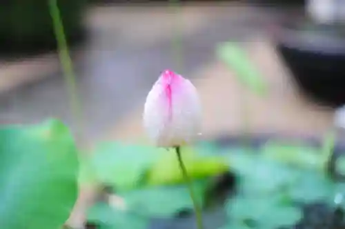 浄土寺(兵庫県)