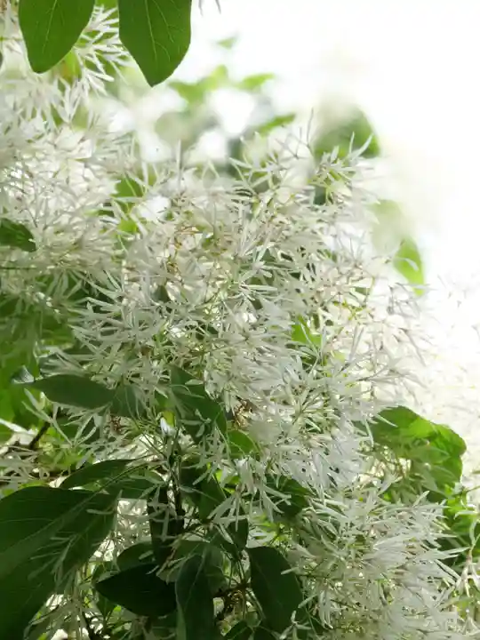 普門寺(切り絵御朱印発祥の寺)(愛知県)