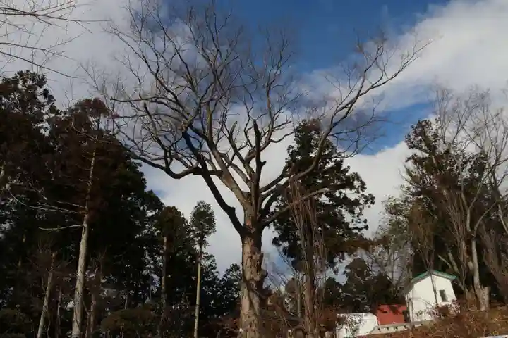 阿久津「田村神社」(郡山市阿久津町)旧社名:伊豆箱根三嶋三社の自然