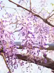 箭弓稲荷神社の自然