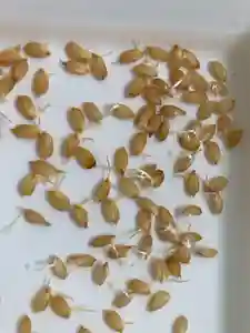 總社 和田八幡宮(福井県)(2022年05月03日(火) 15時43分02秒投稿)