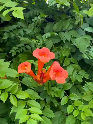 和泉國一之宮　大鳥大社の自然