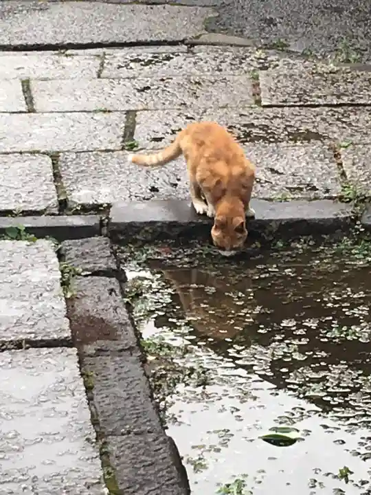 最勝寺教学院の動物