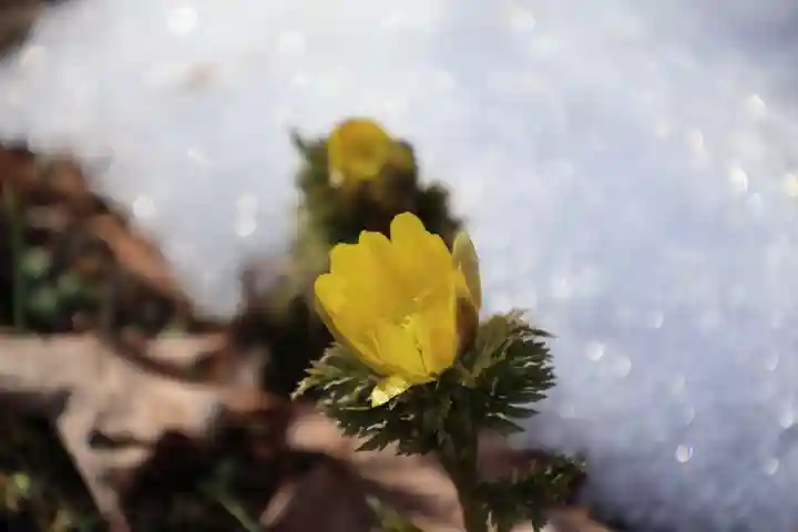 三春大神宮の自然