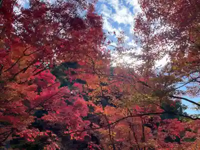 今熊野観音寺(京都府)